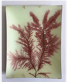 3 John Derian Decoupage "Seaweed" Wall Plaques