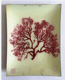 3 John Derian Decoupage "Seaweed" Wall Plaques