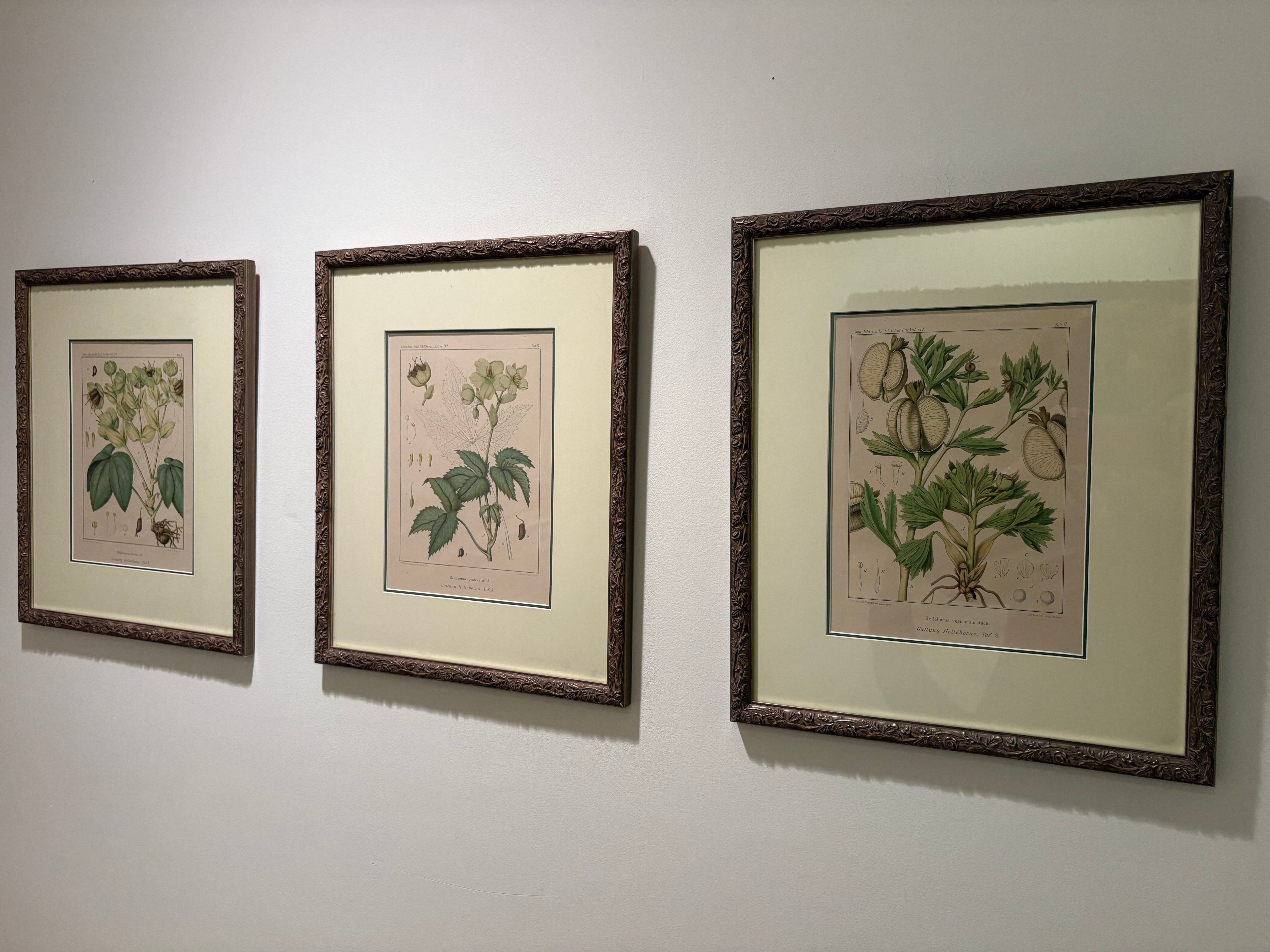 Set of 3 Botanicals - “Hellibores”