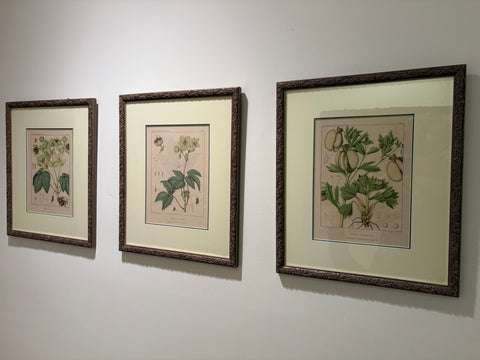 Set of 3 Botanicals - “Hellibores”