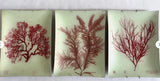 3 John Derian Decoupage "Seaweed" Wall Plaques