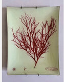 3 John Derian Decoupage "Seaweed" Wall Plaques